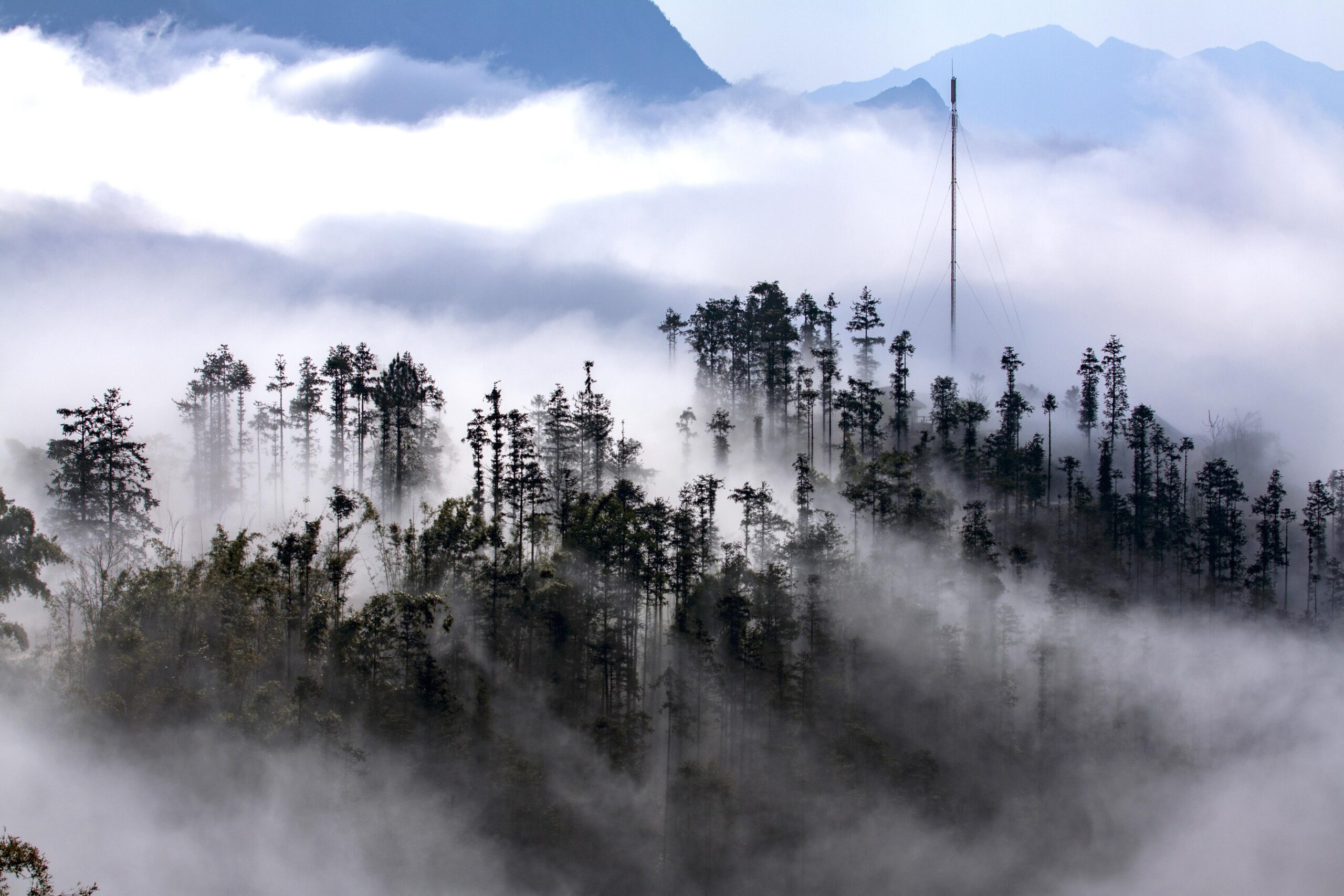 trees-7031712